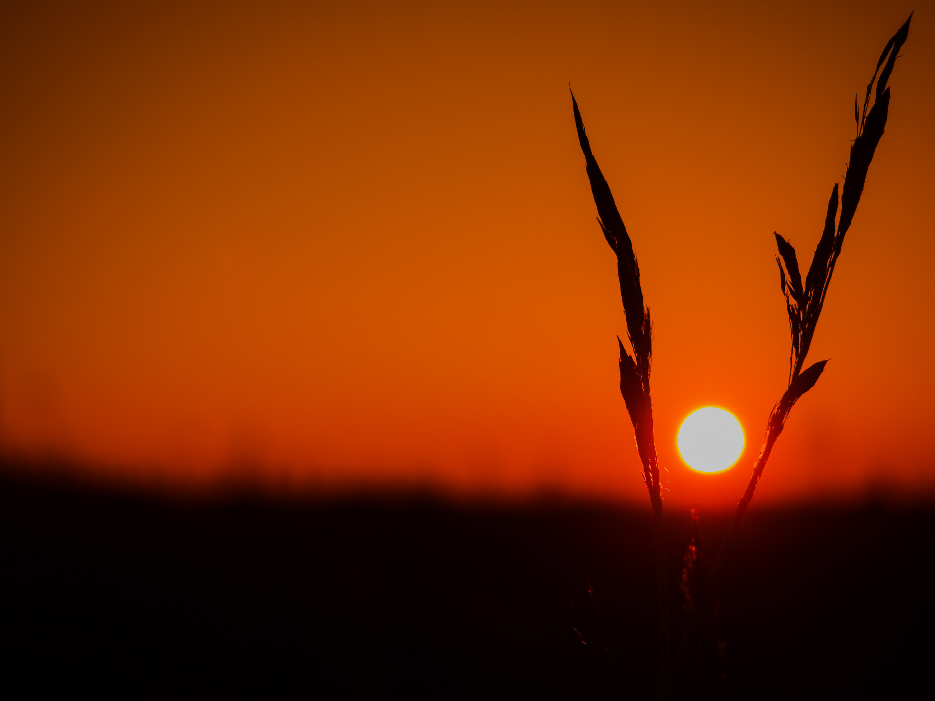 Sunset with some Reed