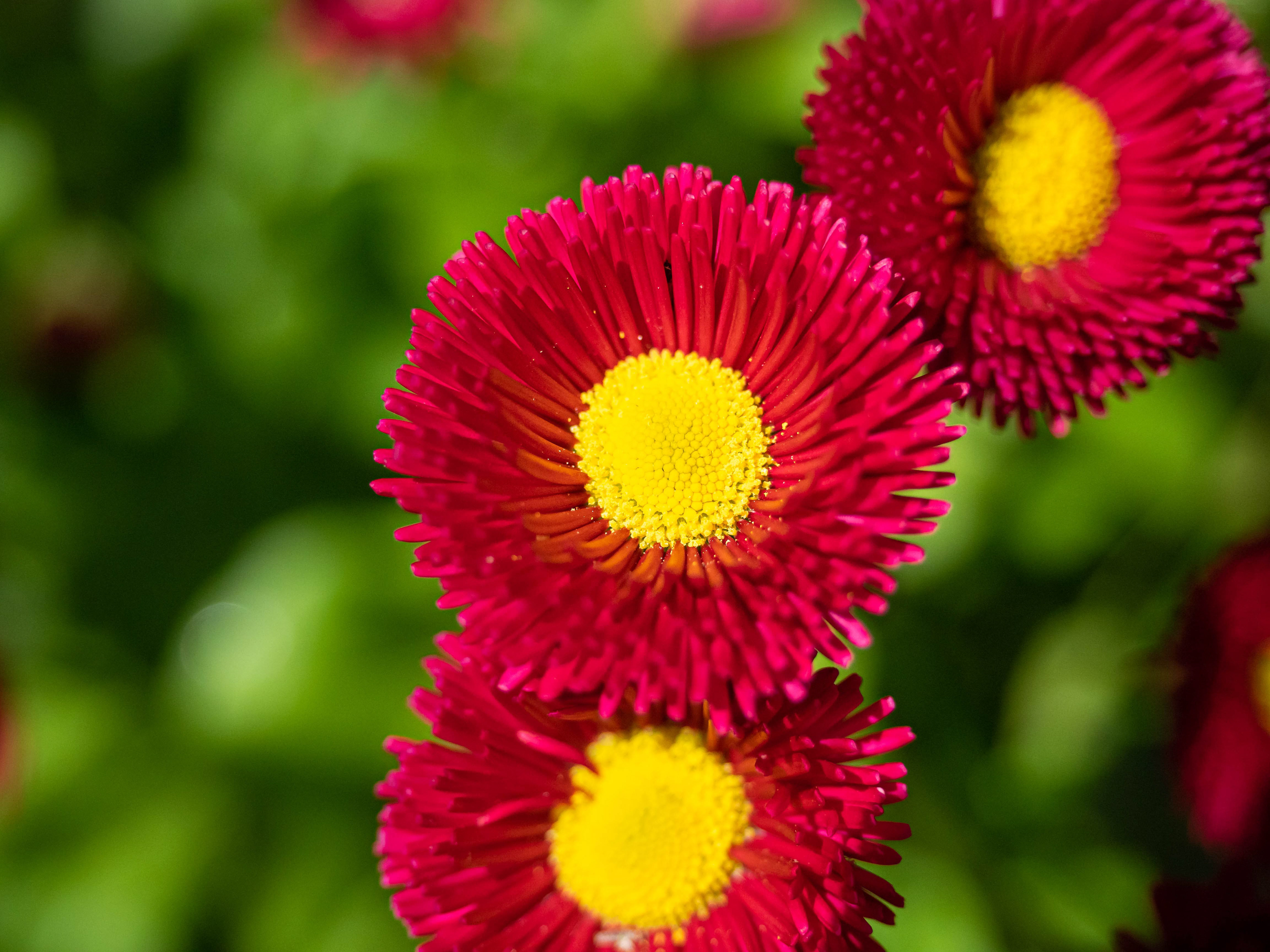 Bellis