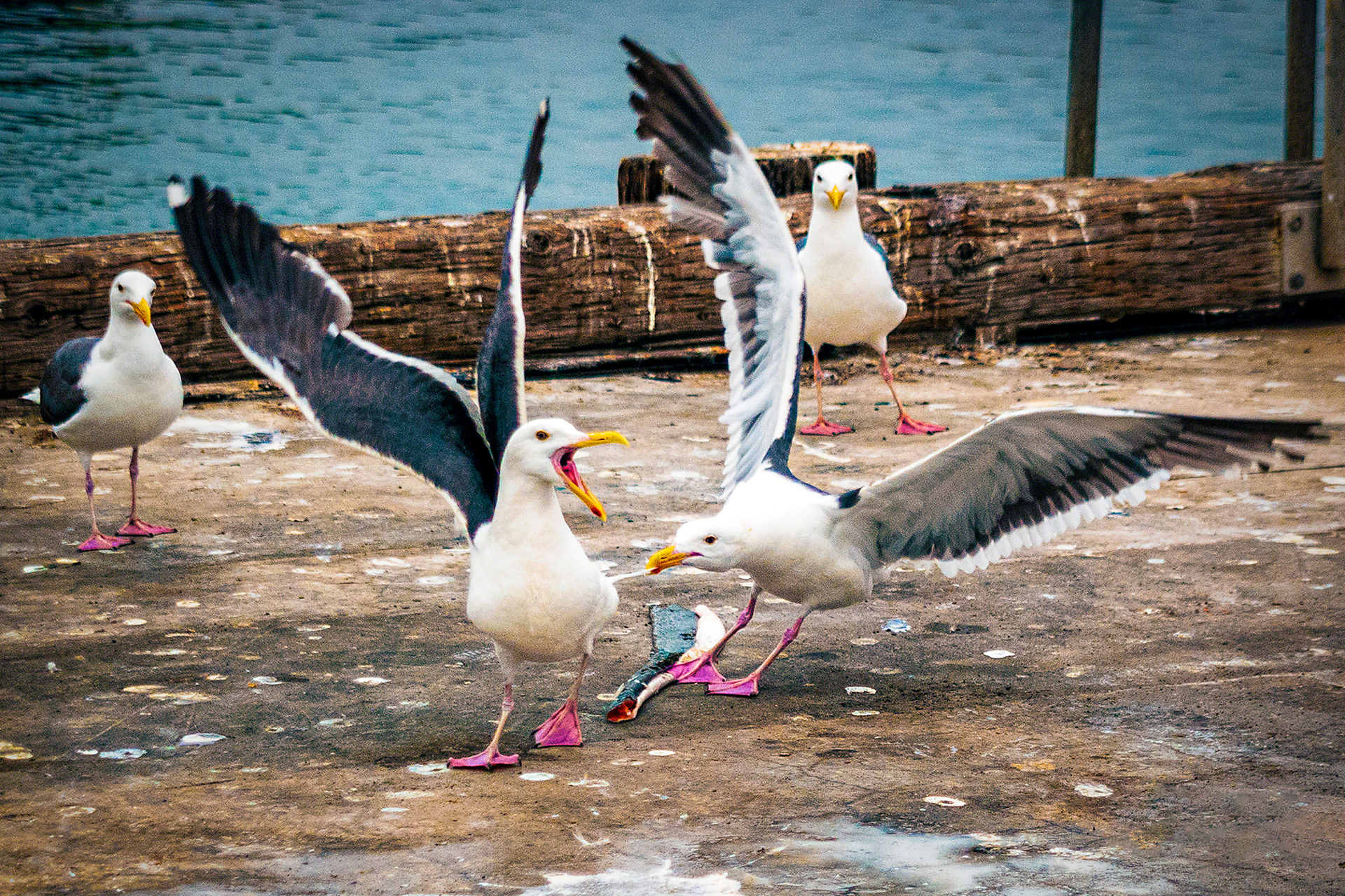 My Tail Feathers!