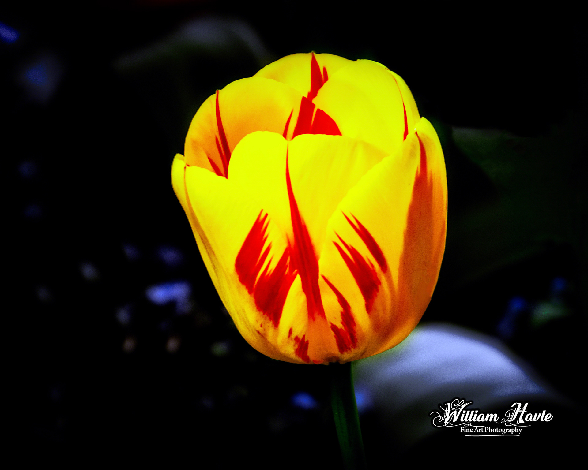 Yellow N Red Tulip