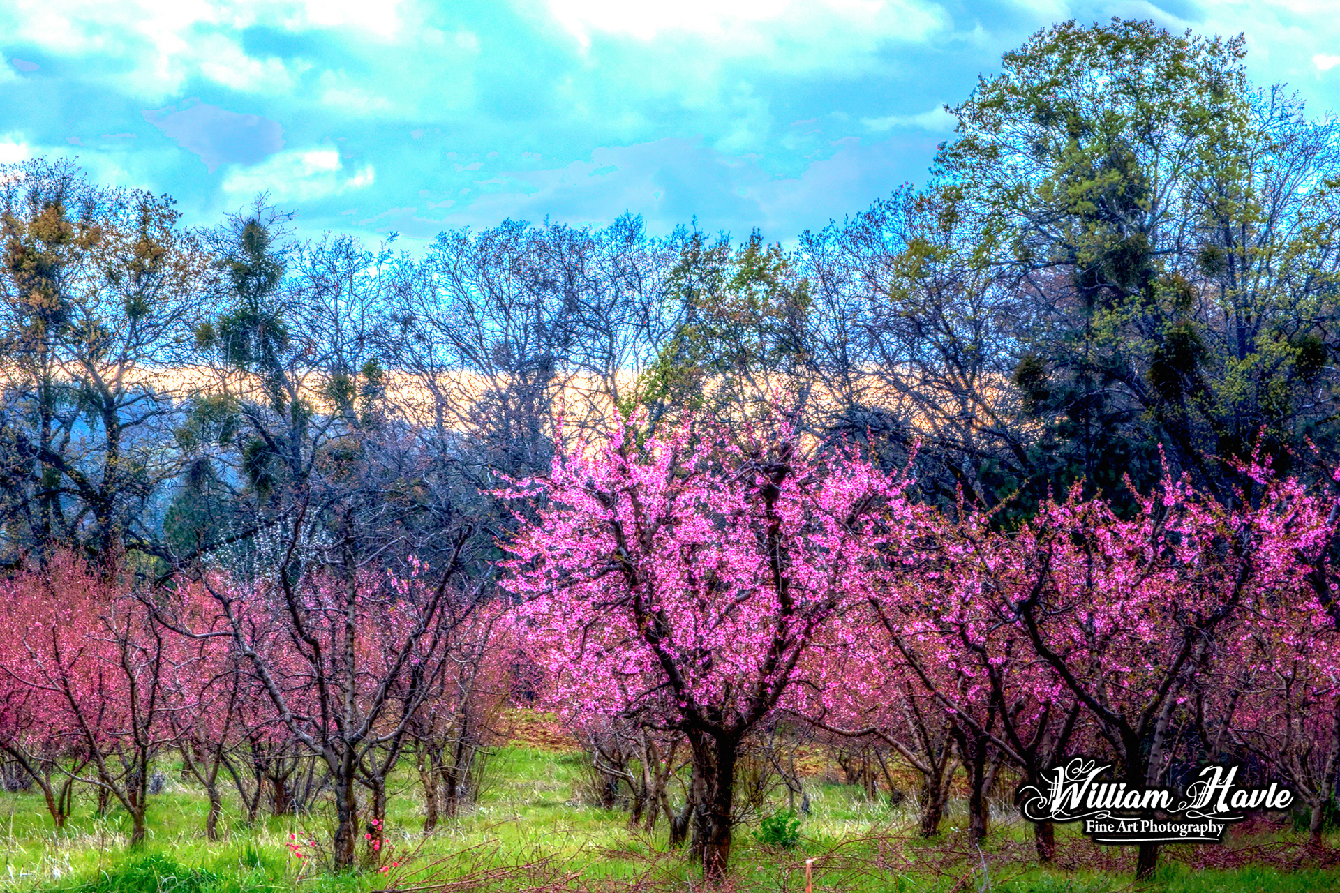 The Peachy Blossom Scene