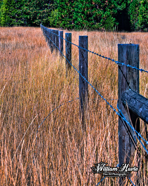 Barbwire In The Grass