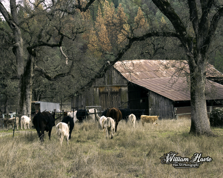 Cattle At McCourtney Barn