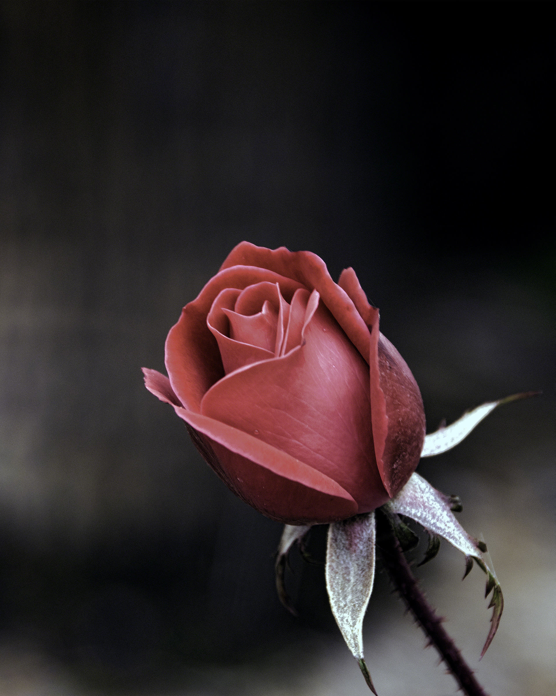Roses Are Red