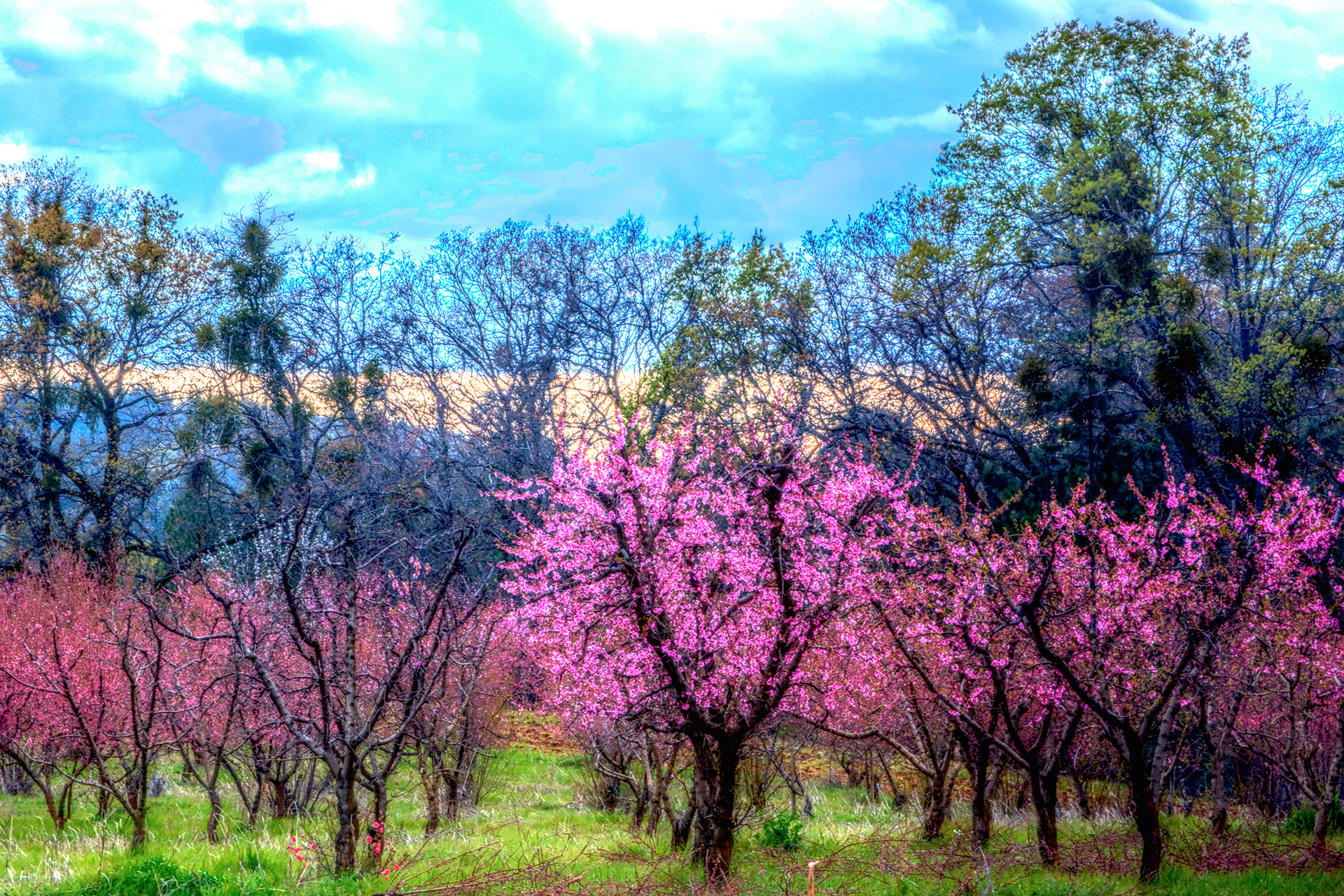 The Peachy Blossom Scene 2
