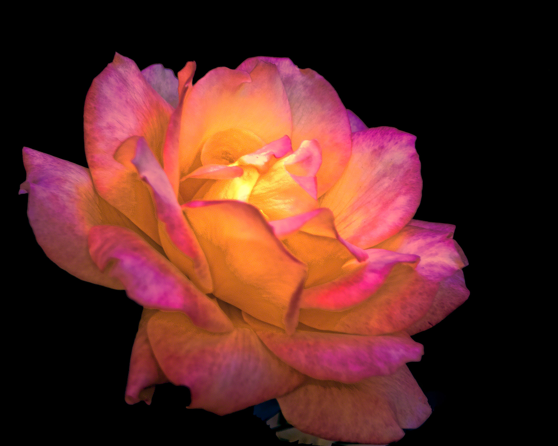 Heavenly Rose
