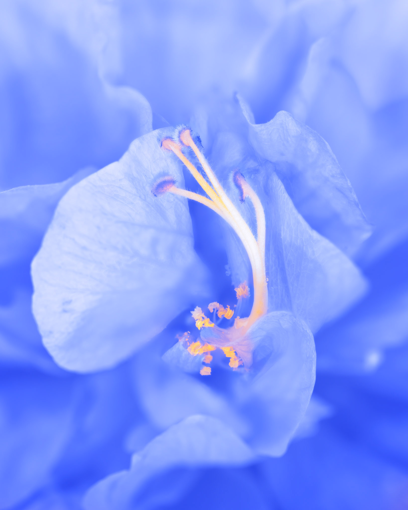 Into the Blue