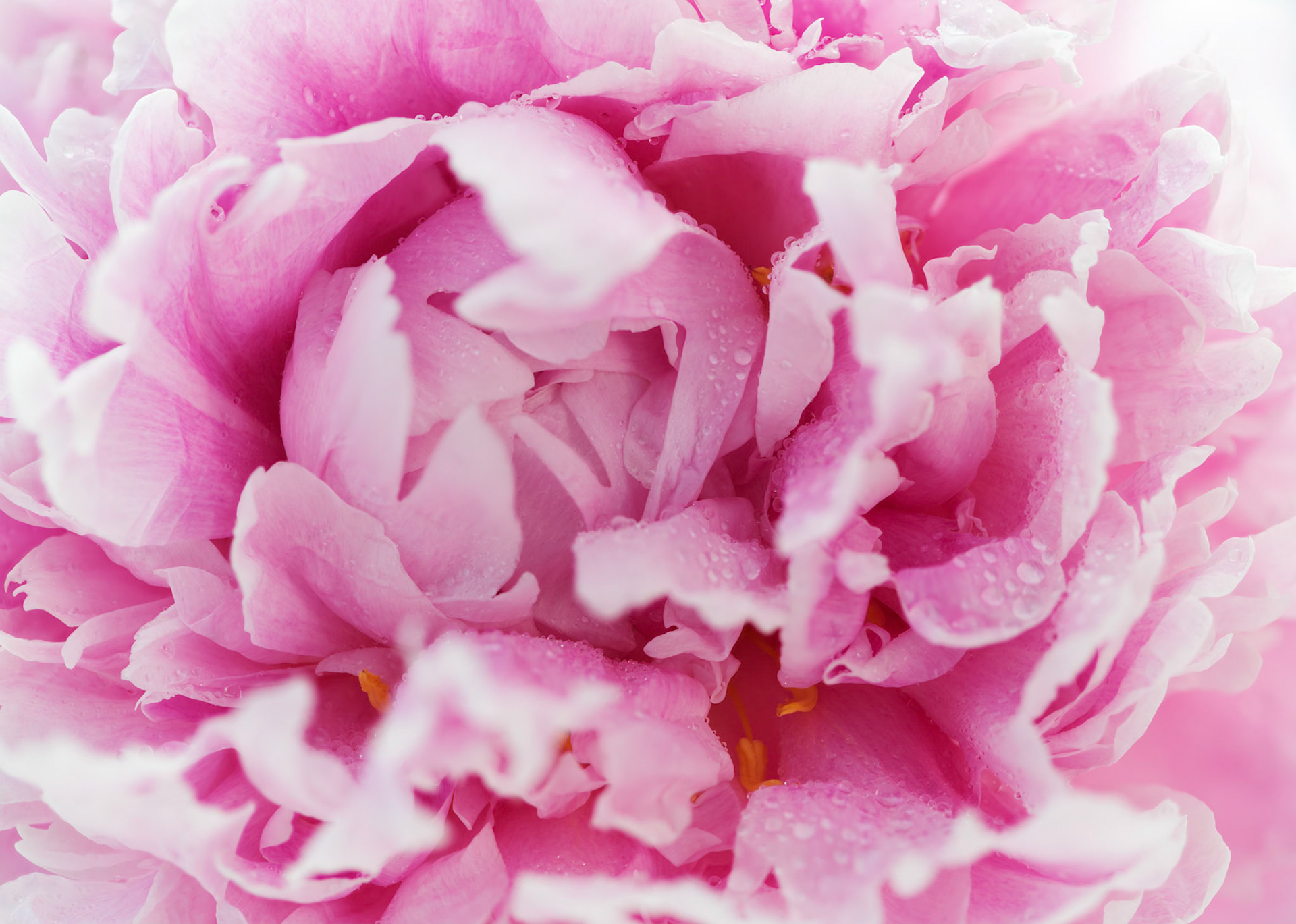Peonies IV