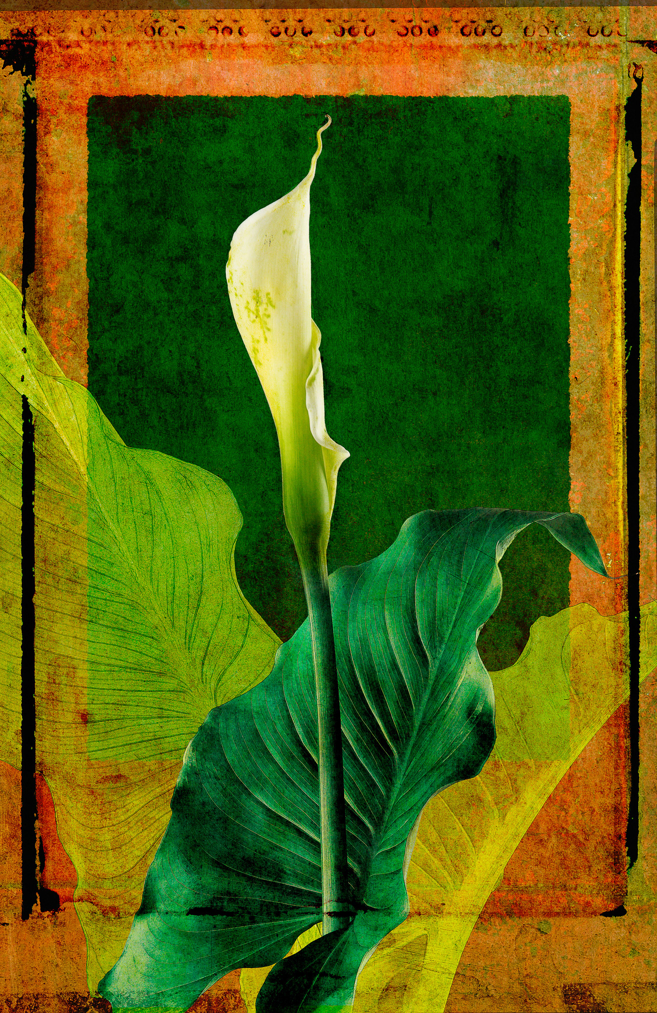 Calla Lily