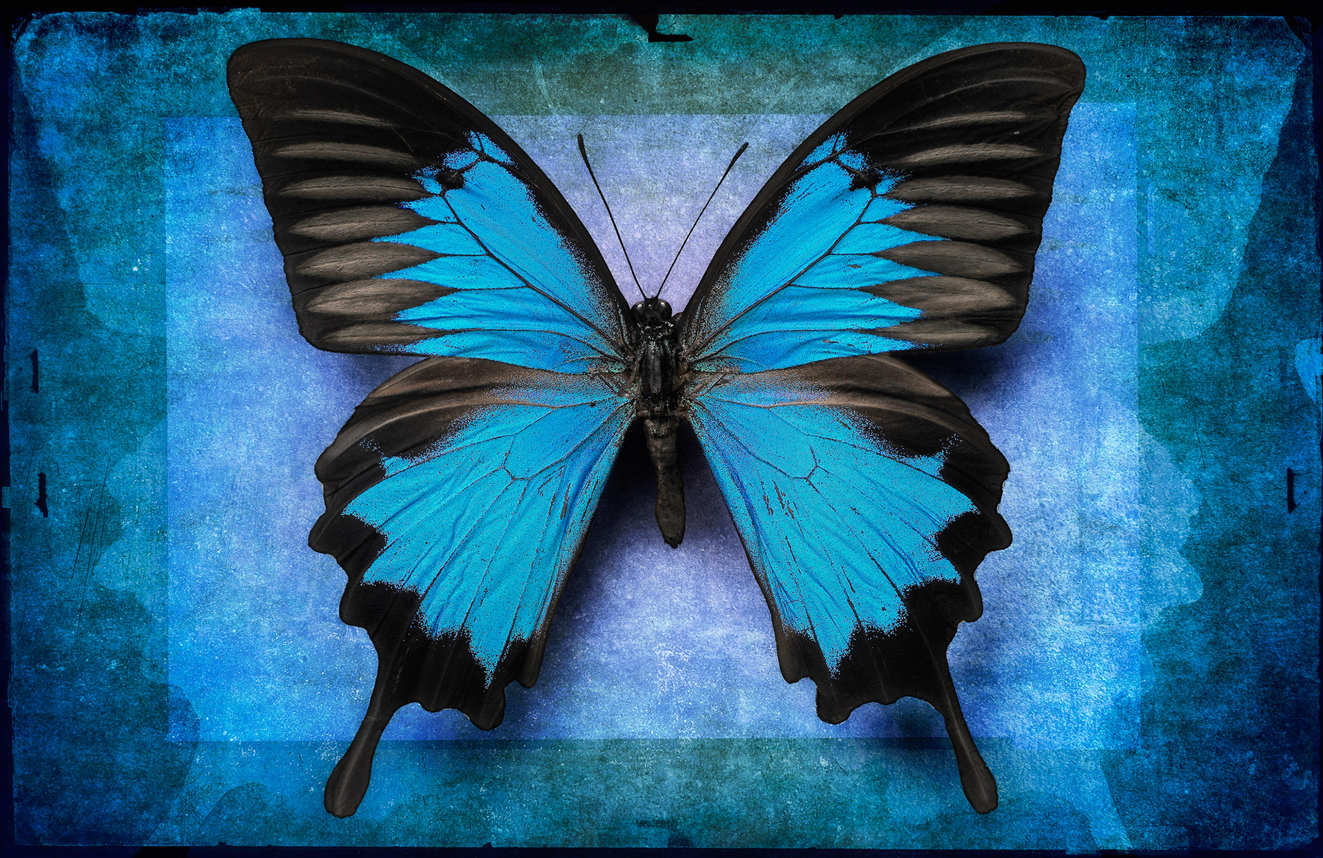 Blue Ulysses