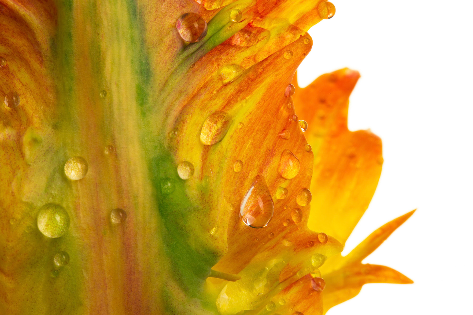 Tulip - S104