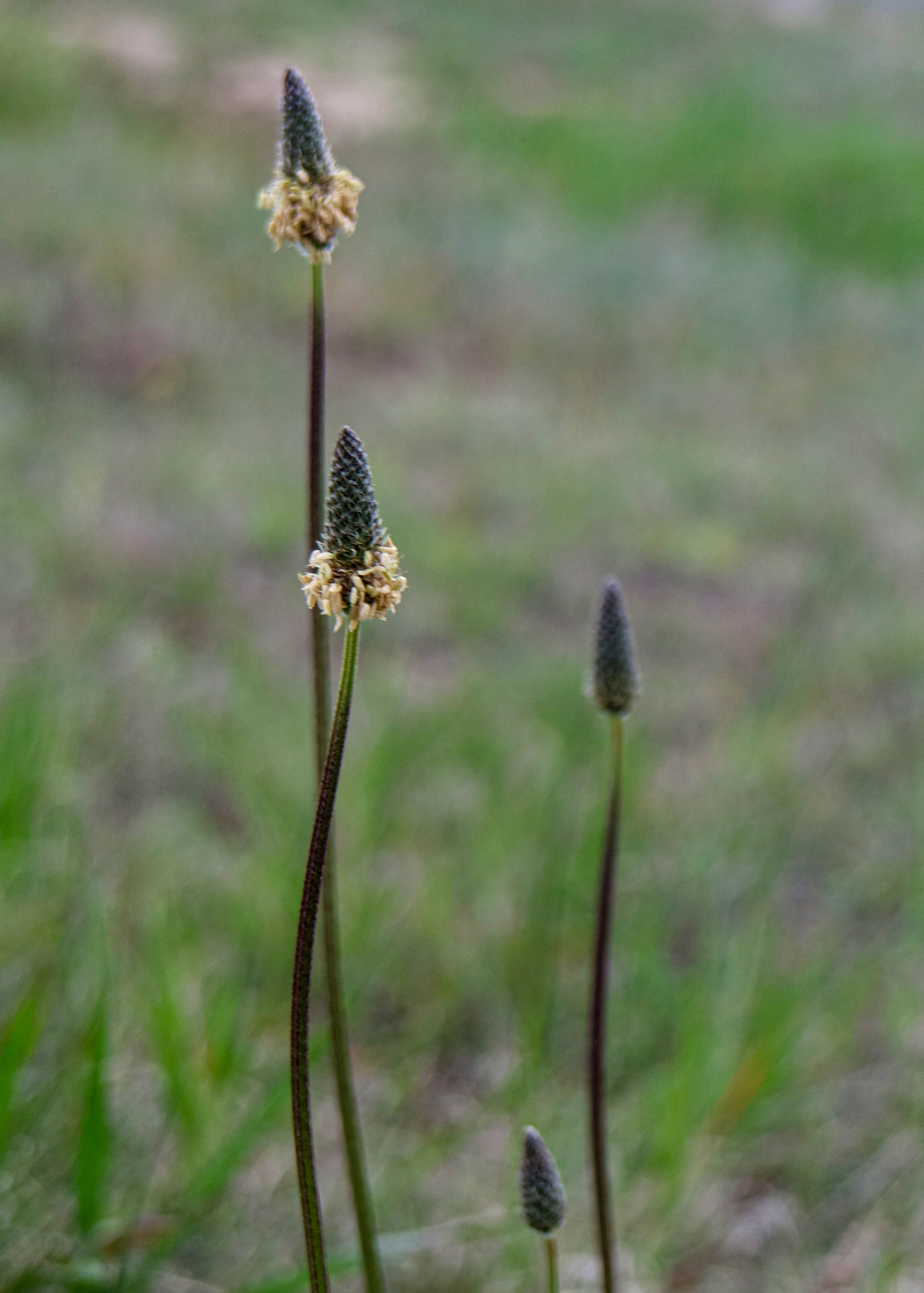 Weeds.