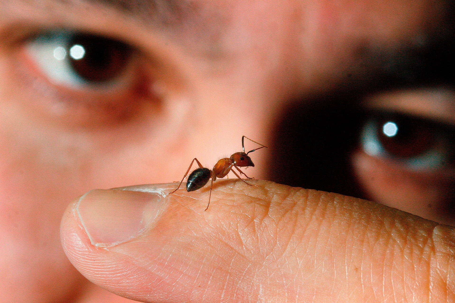 Ehab Abouheif studies ants and their societies.  This photo was for a 2009 Reporter article. Since then he has been busy, including winning a Guggenheim Fellowship in 2017.