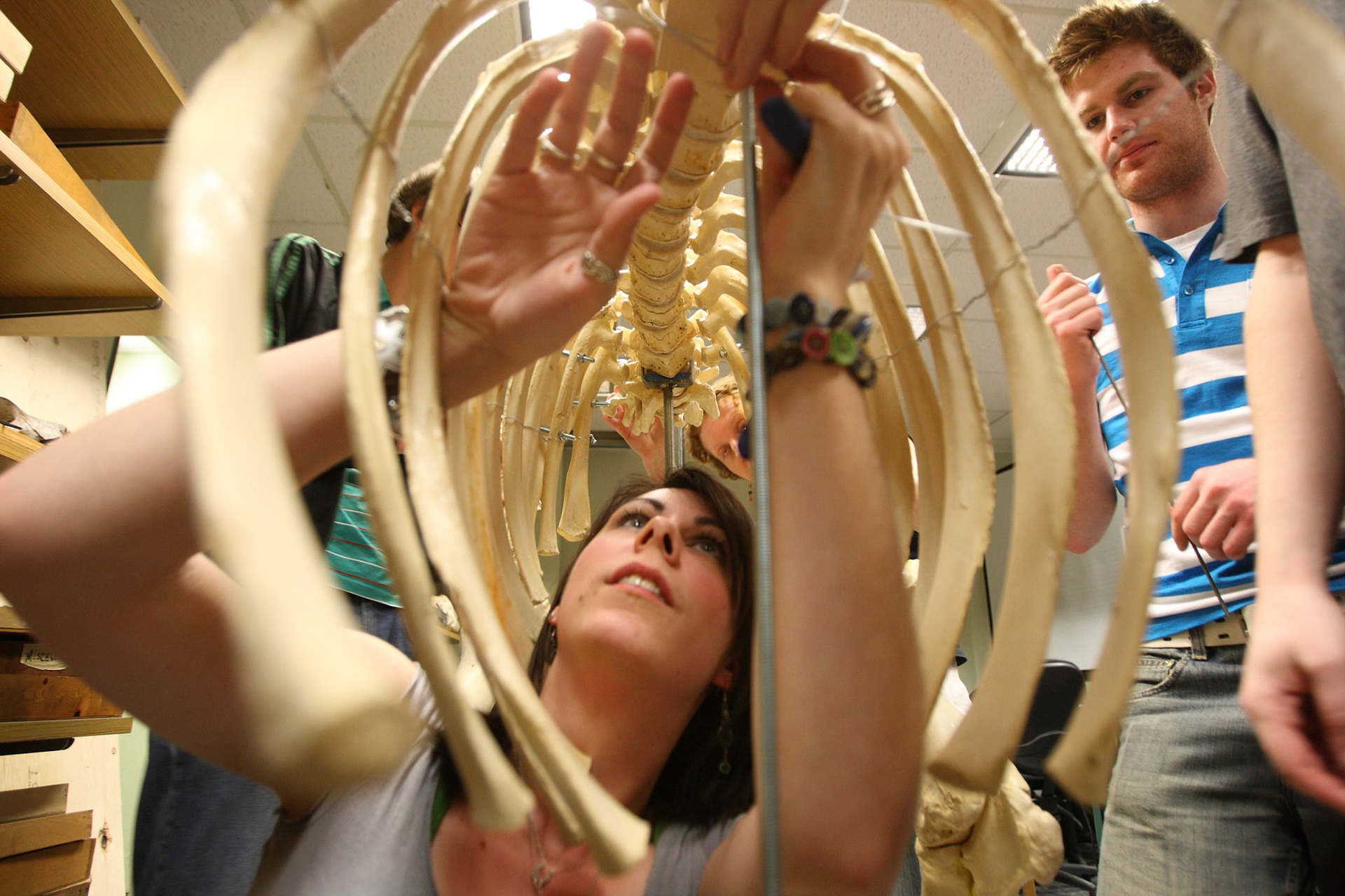 Inside a watusi ribcage, an anthropology student puts the finishing touches on a reconstructed skeleton.  The watusi’s remains were excavated from a burial site at Parc Safari. April 2008.