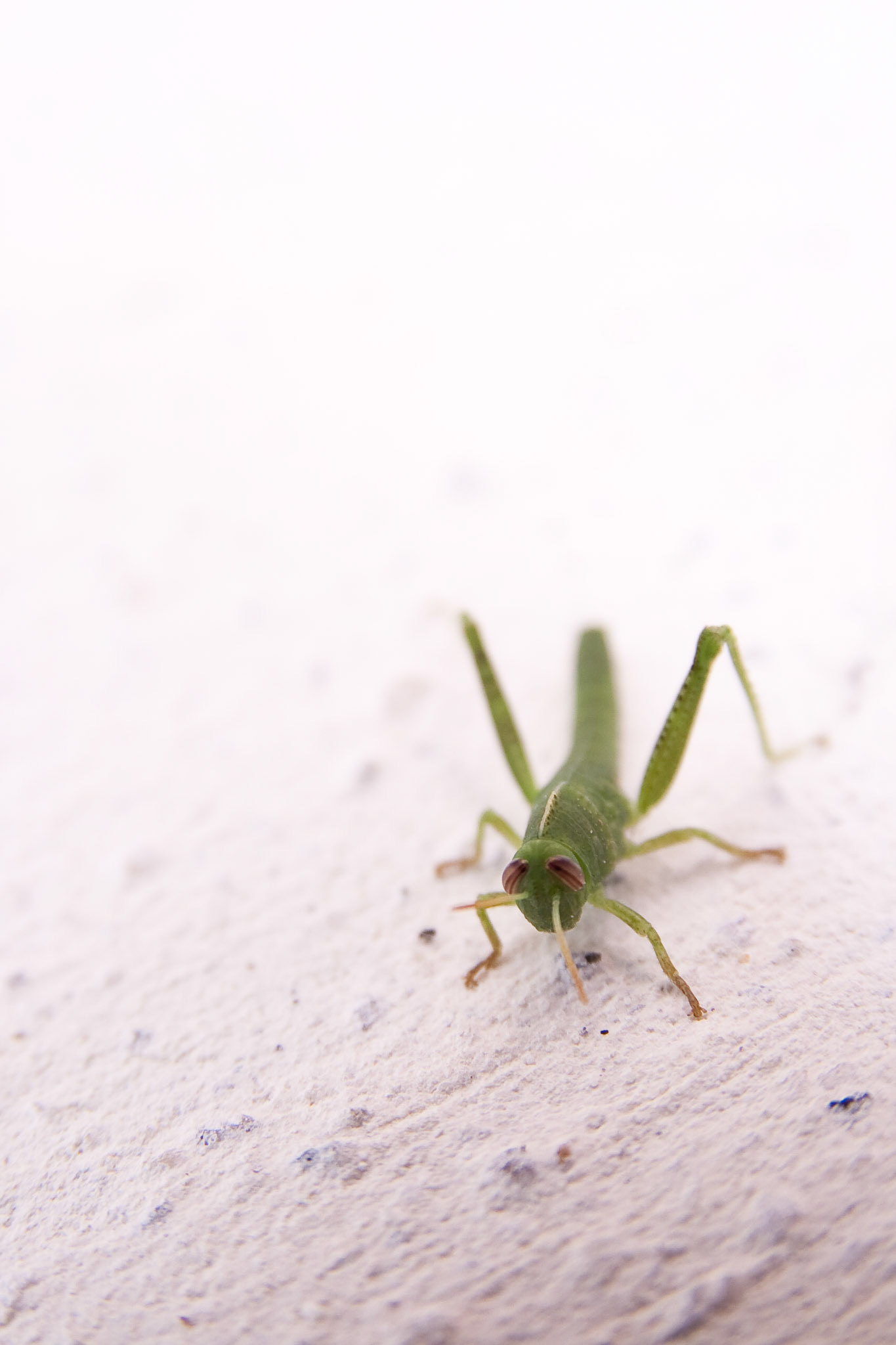 Grasshopper baby