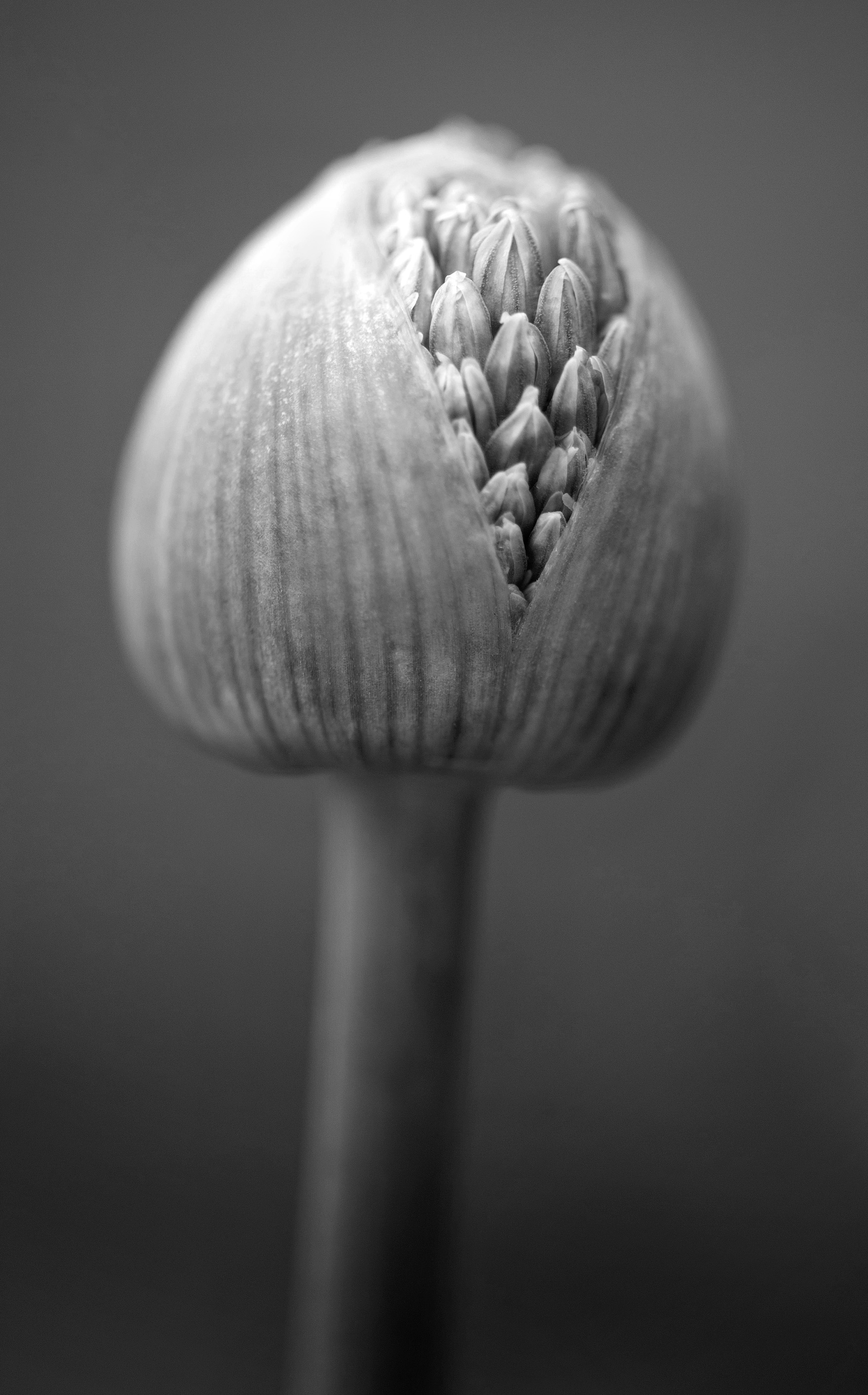 Four Corners (49). Archival pigment print on Arches 88