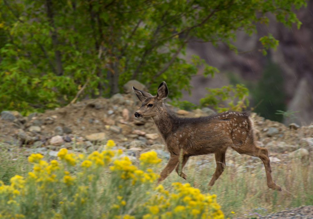 Fawn