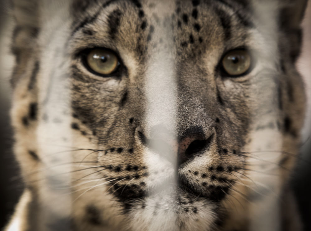 Captive Beauty