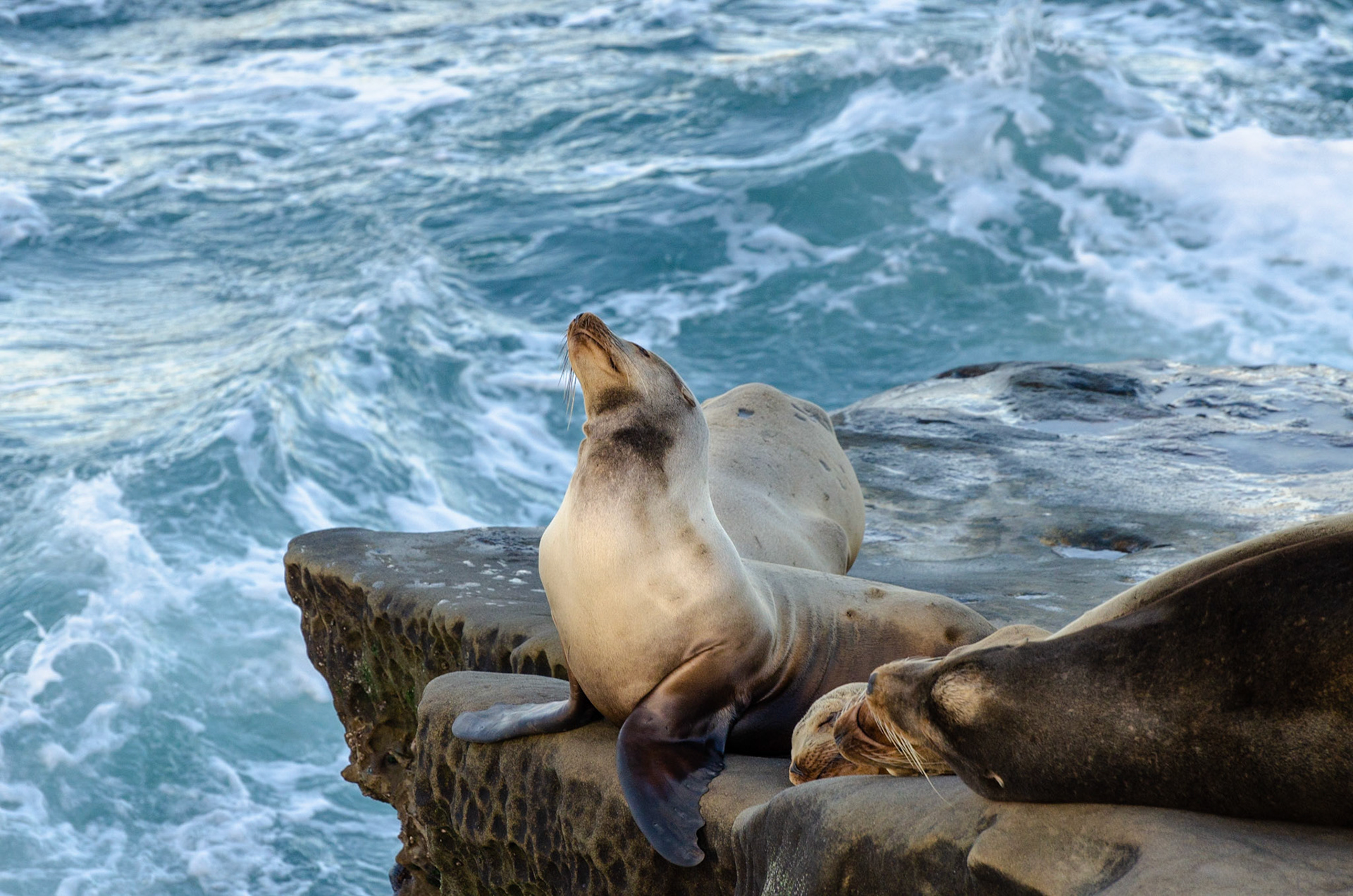 California Sea Lions, La Jolla, 2013