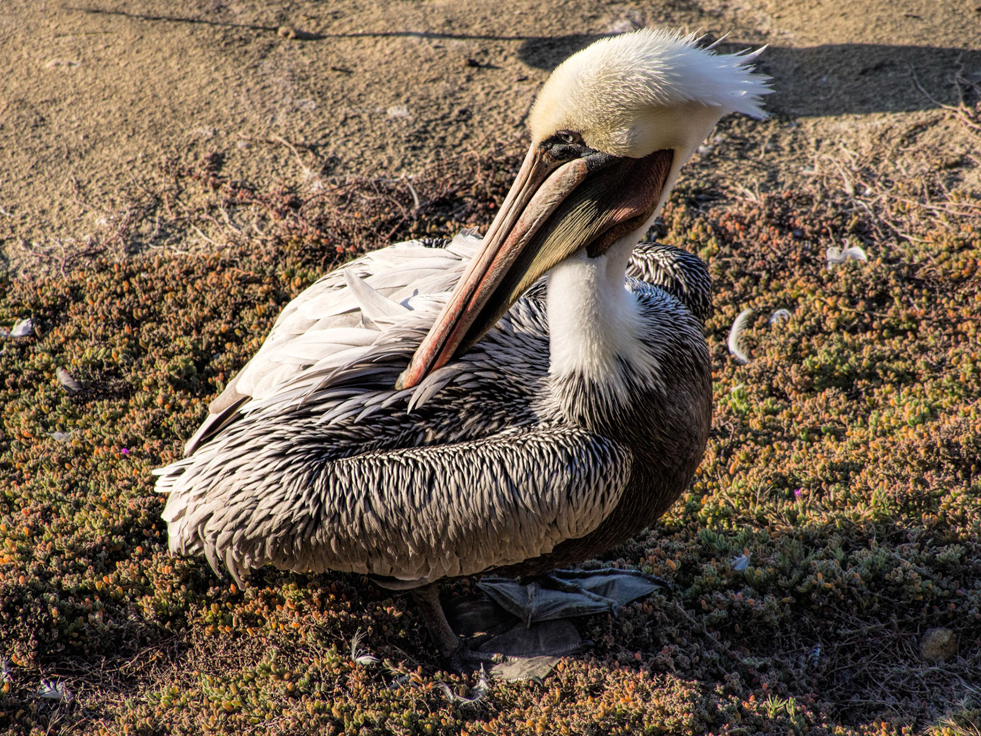 California Brown Pelican, La Jolla, 2013