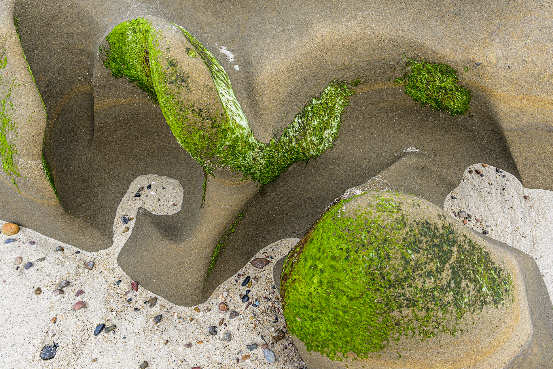 La Jolla Coastal Rock Study 15, 2015