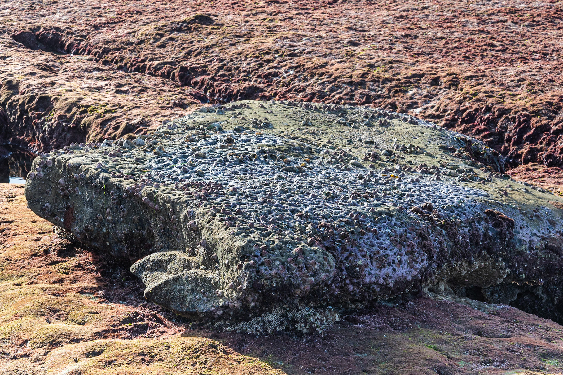 La Jolla Coastal Rock Study 39, 2019