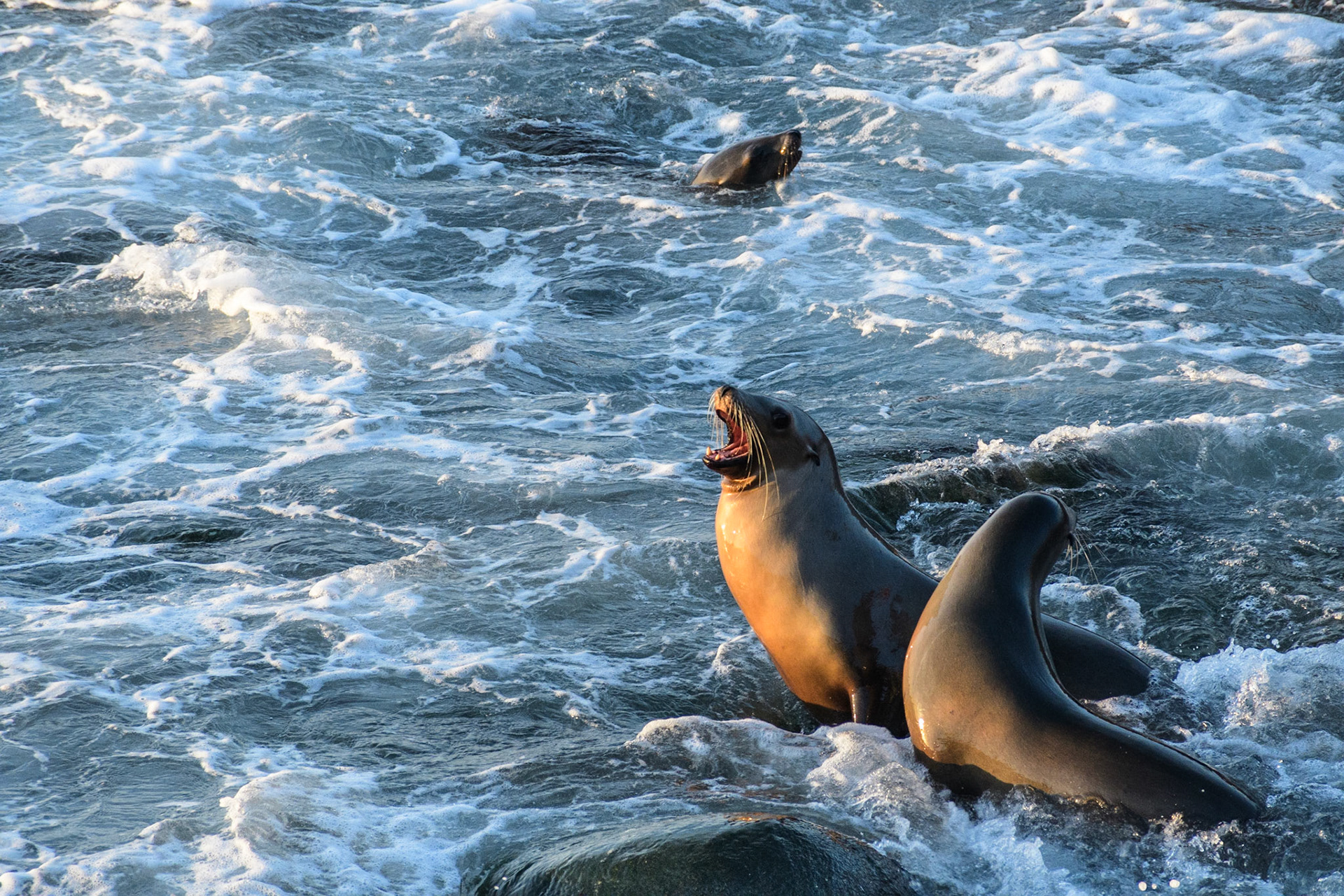 California Sea Lions, La Jolla, 2020