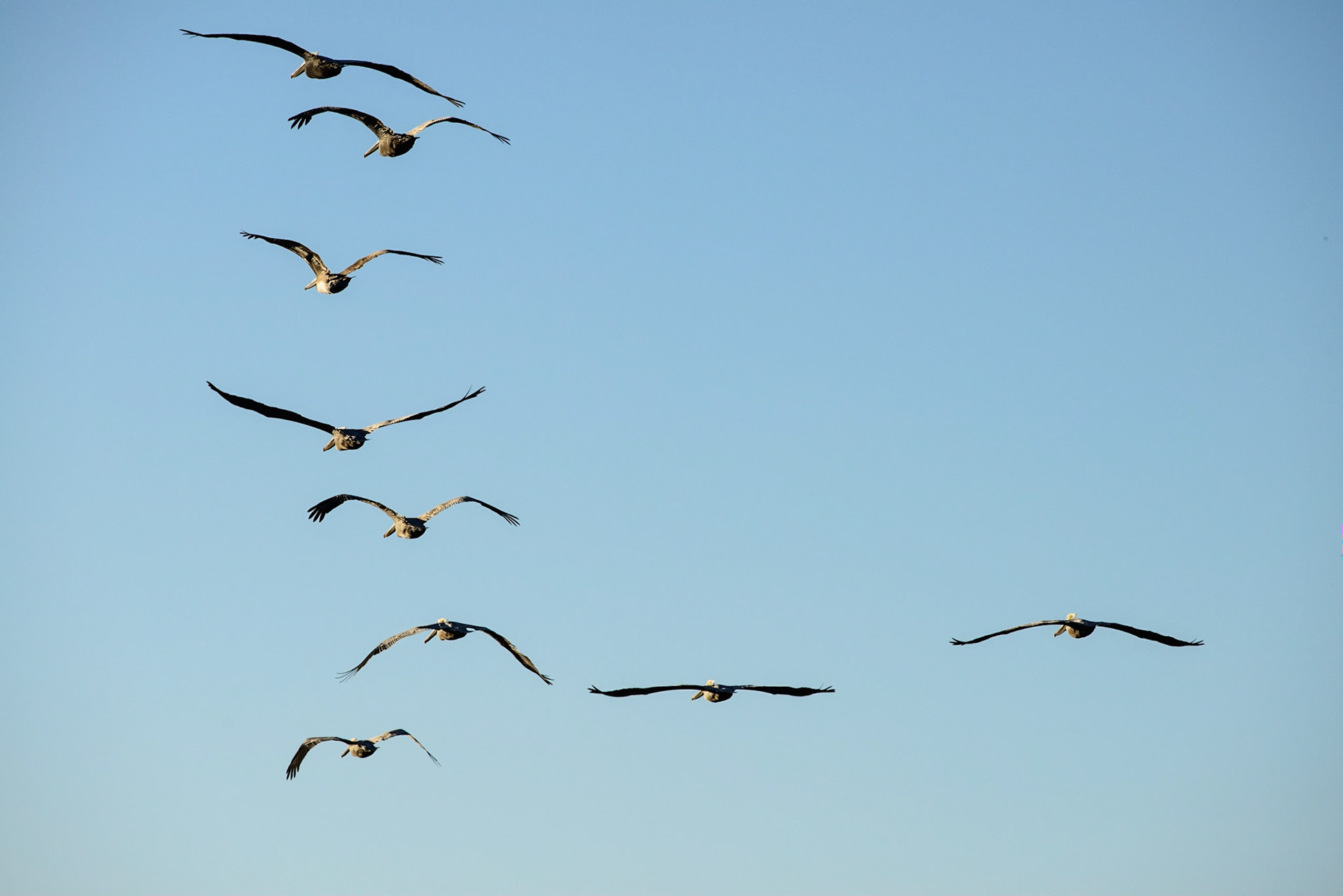 Pelicans in flight, La Jolla, 2014