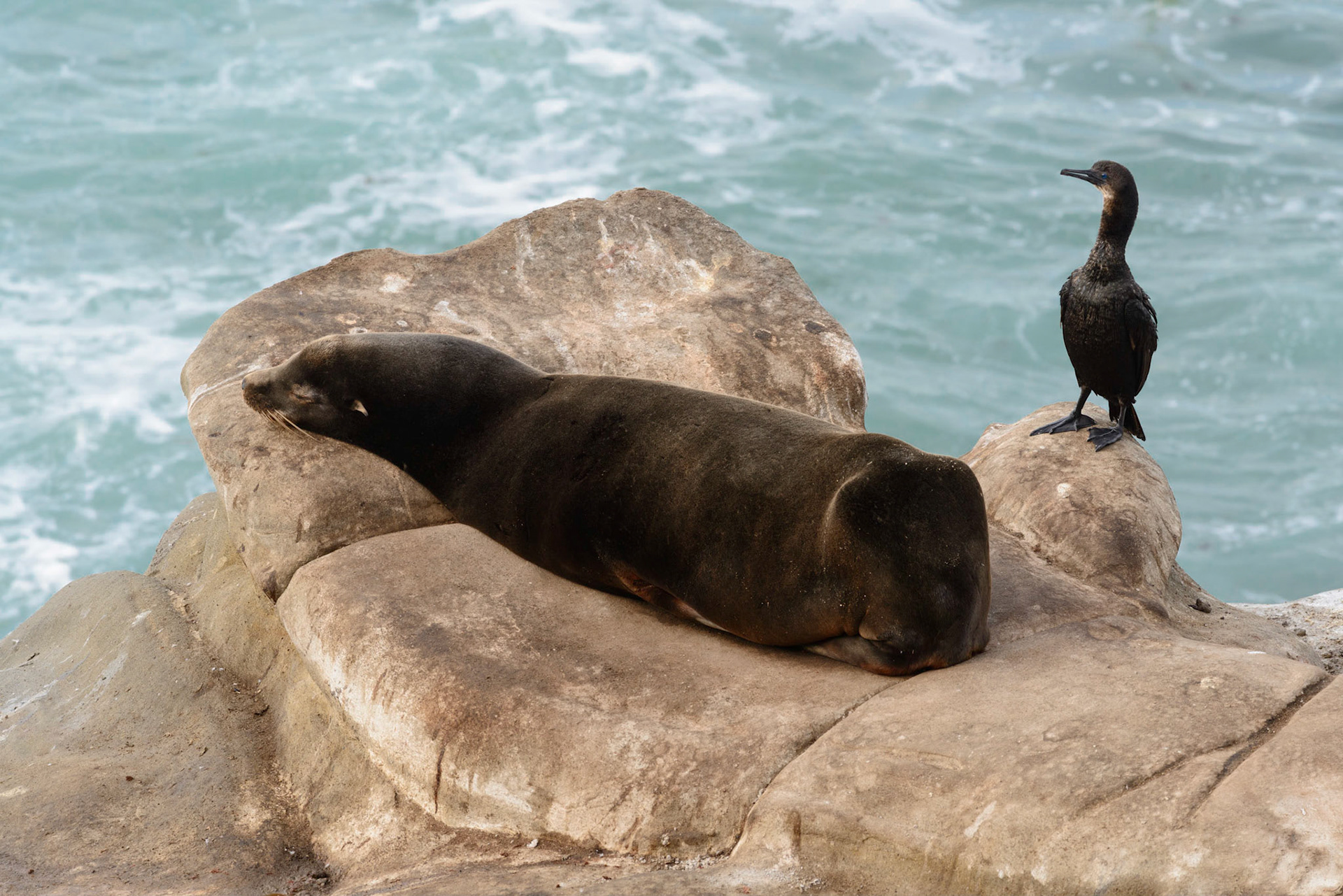 California Sea Lion and Cormorant, La Jolla, 2015