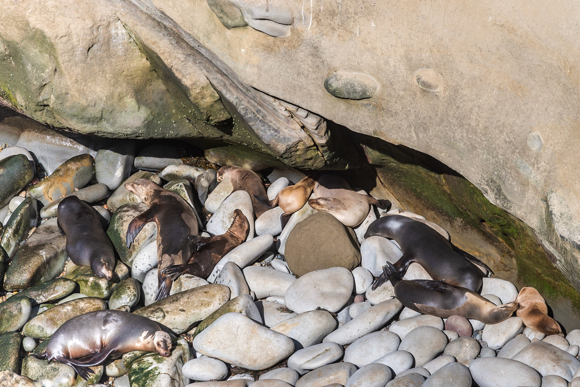 California Sea Lions, La Jolla, 2015