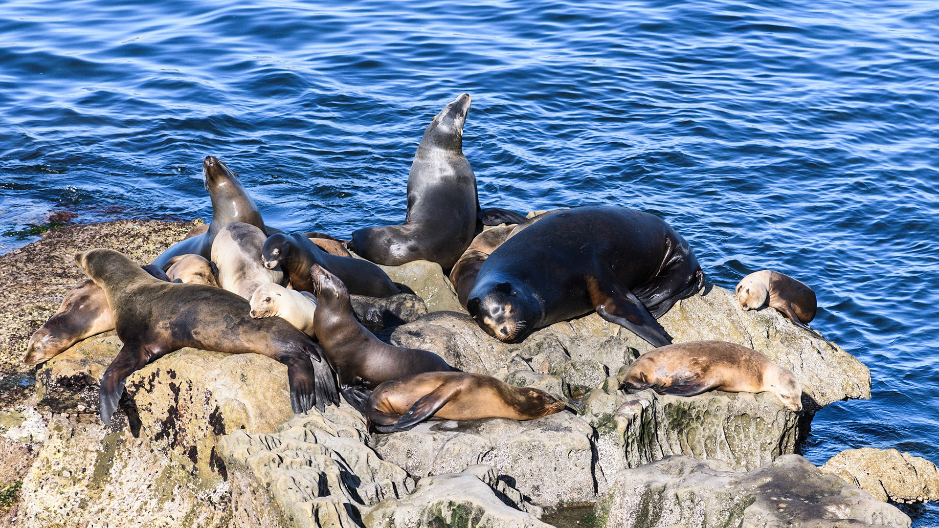 California Sea Lions, La Jolla, 2018