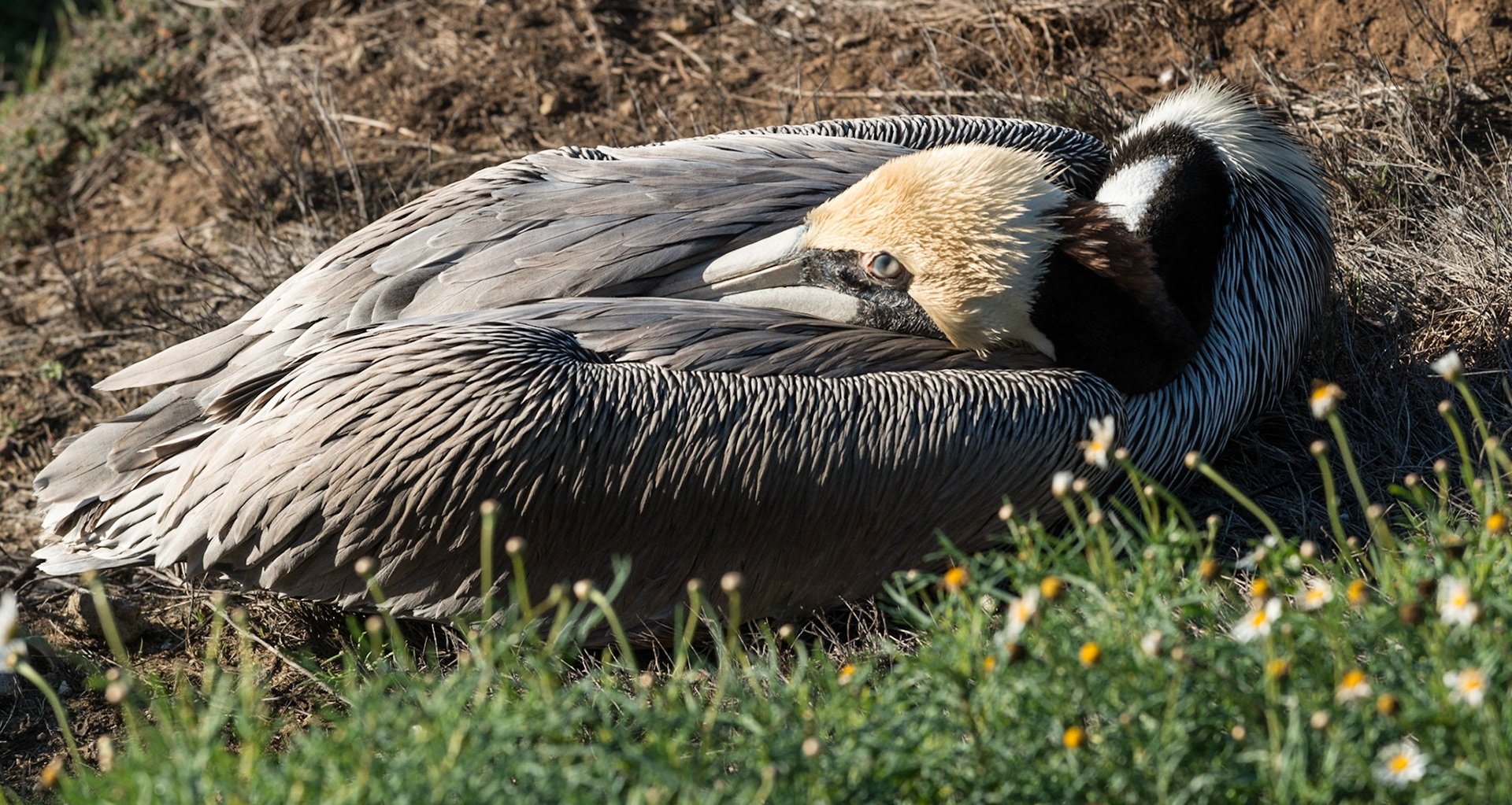 California Brown Pelican, La Jolla, CA, 2015