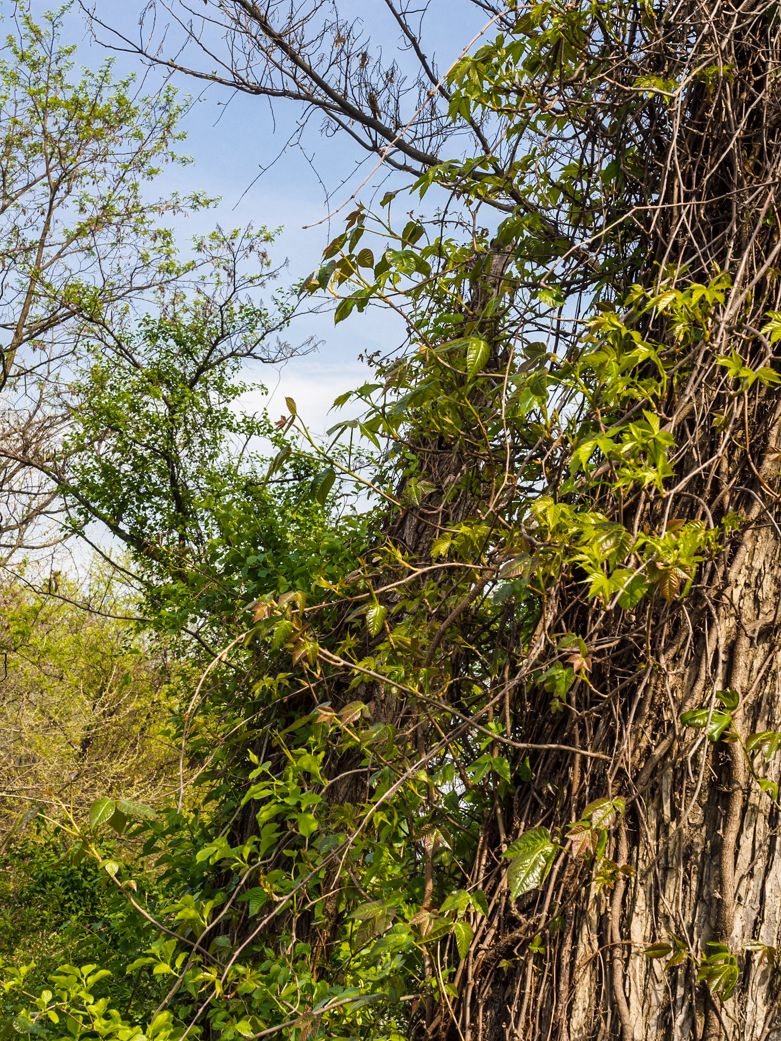 Belle Isle, Richmond, 2017