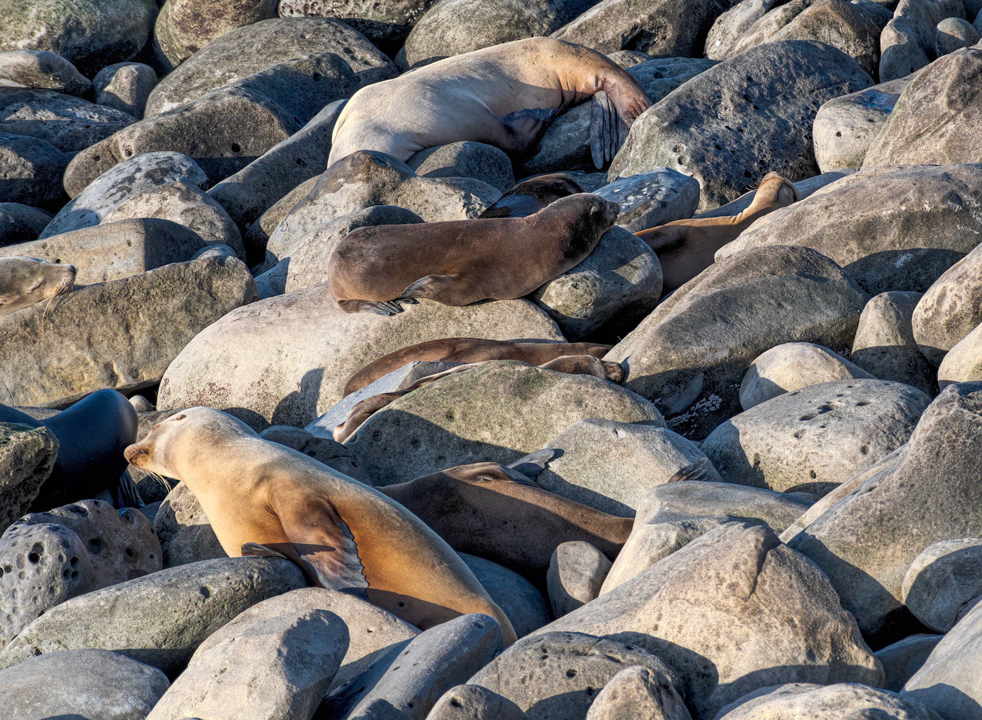 California Sea Lions, La Jolla, 2019