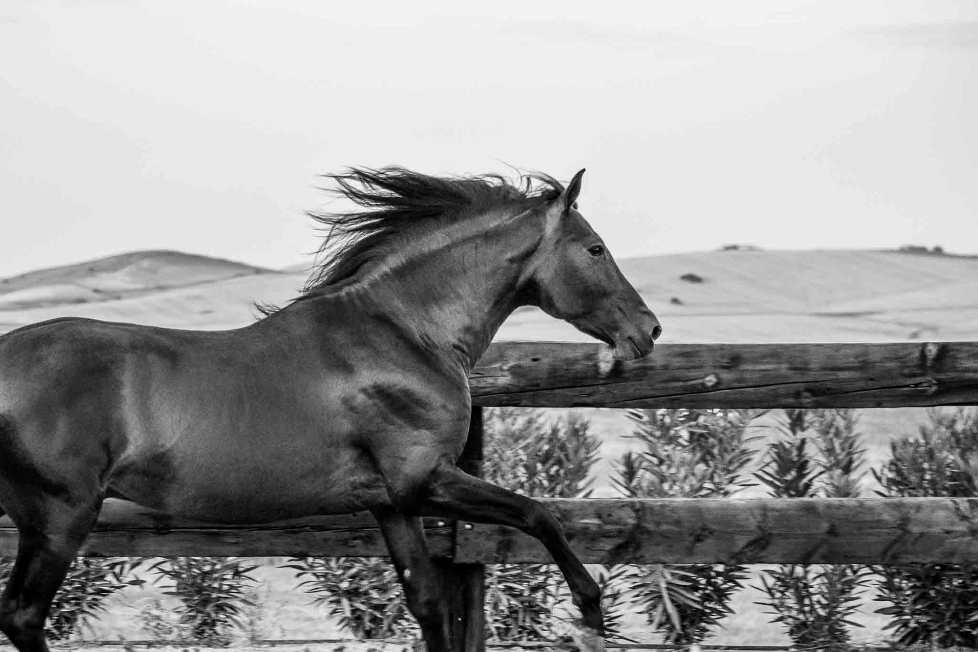 Alpha Real, 4 years / años © CavalReal