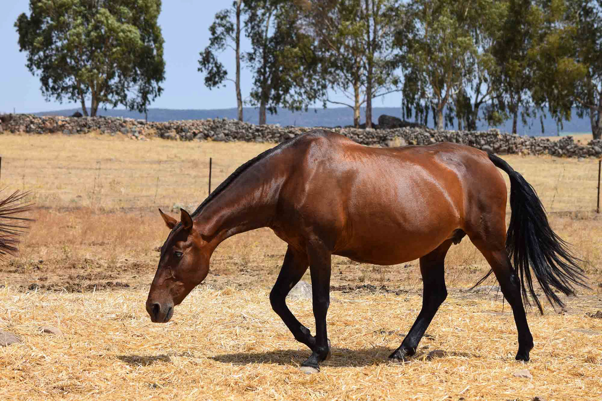 Gramola, PRE Brood Mare © CavalReal