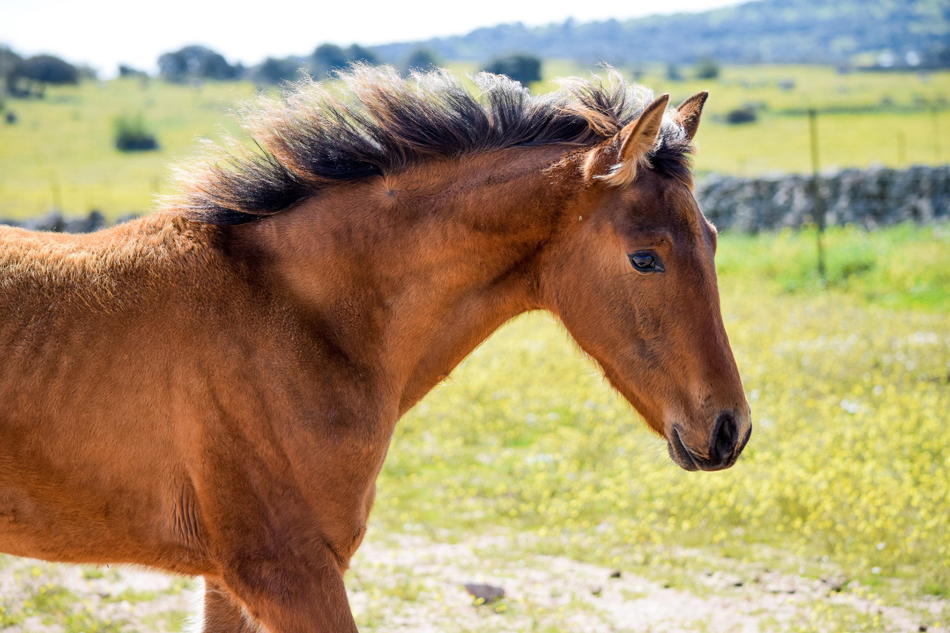 Electra Real (Veterano VI x Gramola) PRE filly. © CavalReal