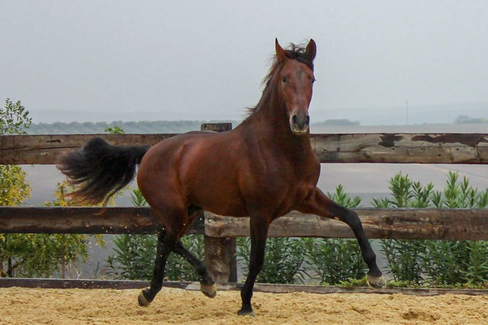 Bolero Real, 3 years / años