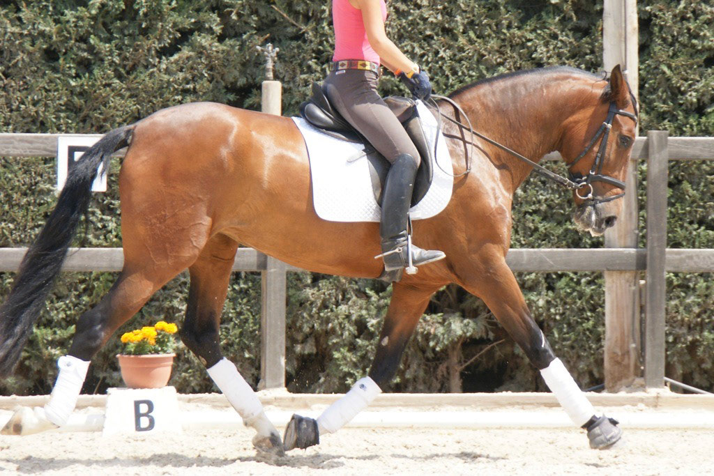 PRE Andalusian Dressage Horse