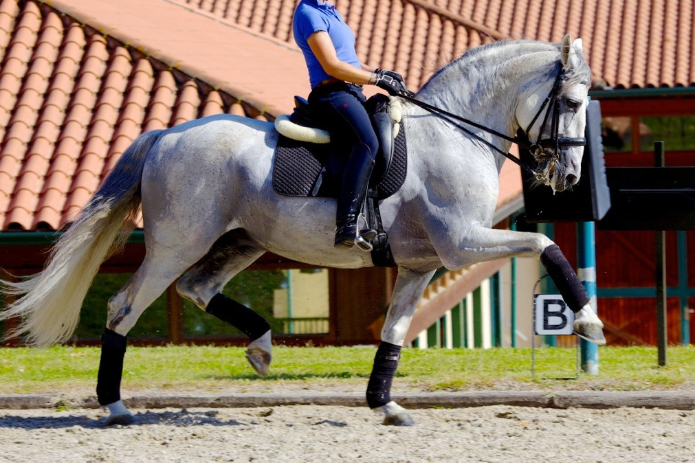 Fer Bulería Training at Betriz Ferrer Salat's installations Villa Equus