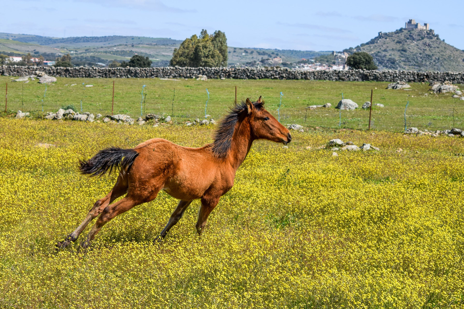 Electra Real (Veterano VI x Gramola) PRE filly. © CavalReal