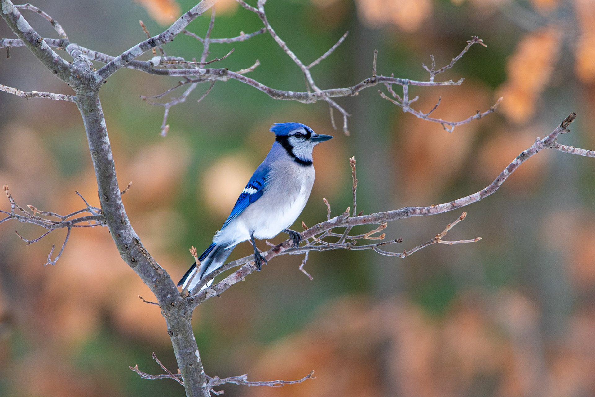 Blue Jay - North Andover, MA