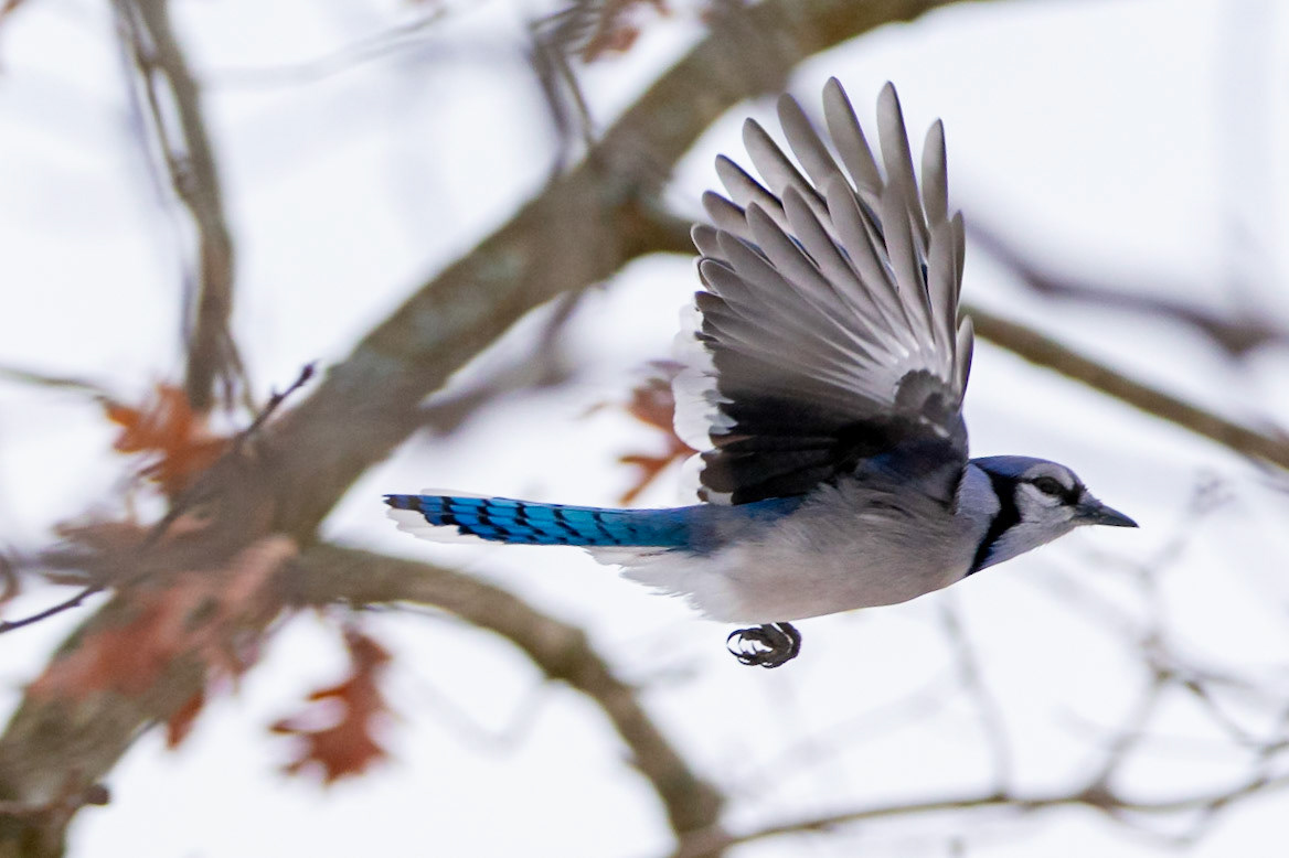 Blue Jay - North Andover, MA