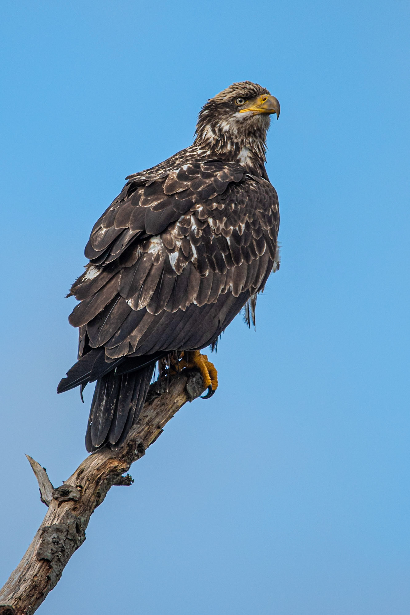 Juvenile Bald Eagle - Seattle, WA