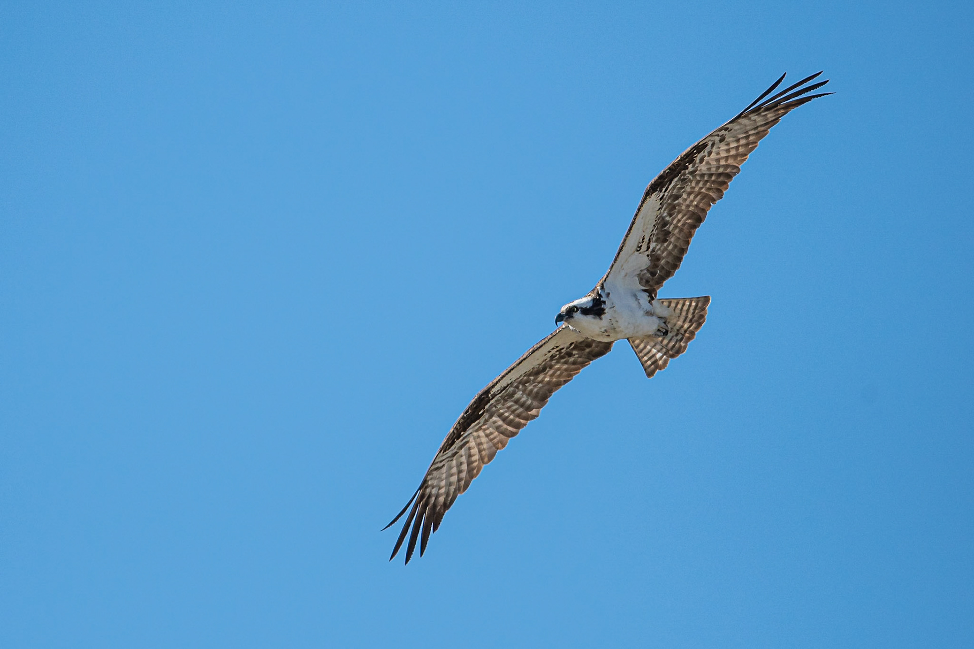 Osprey - Silverado, CA