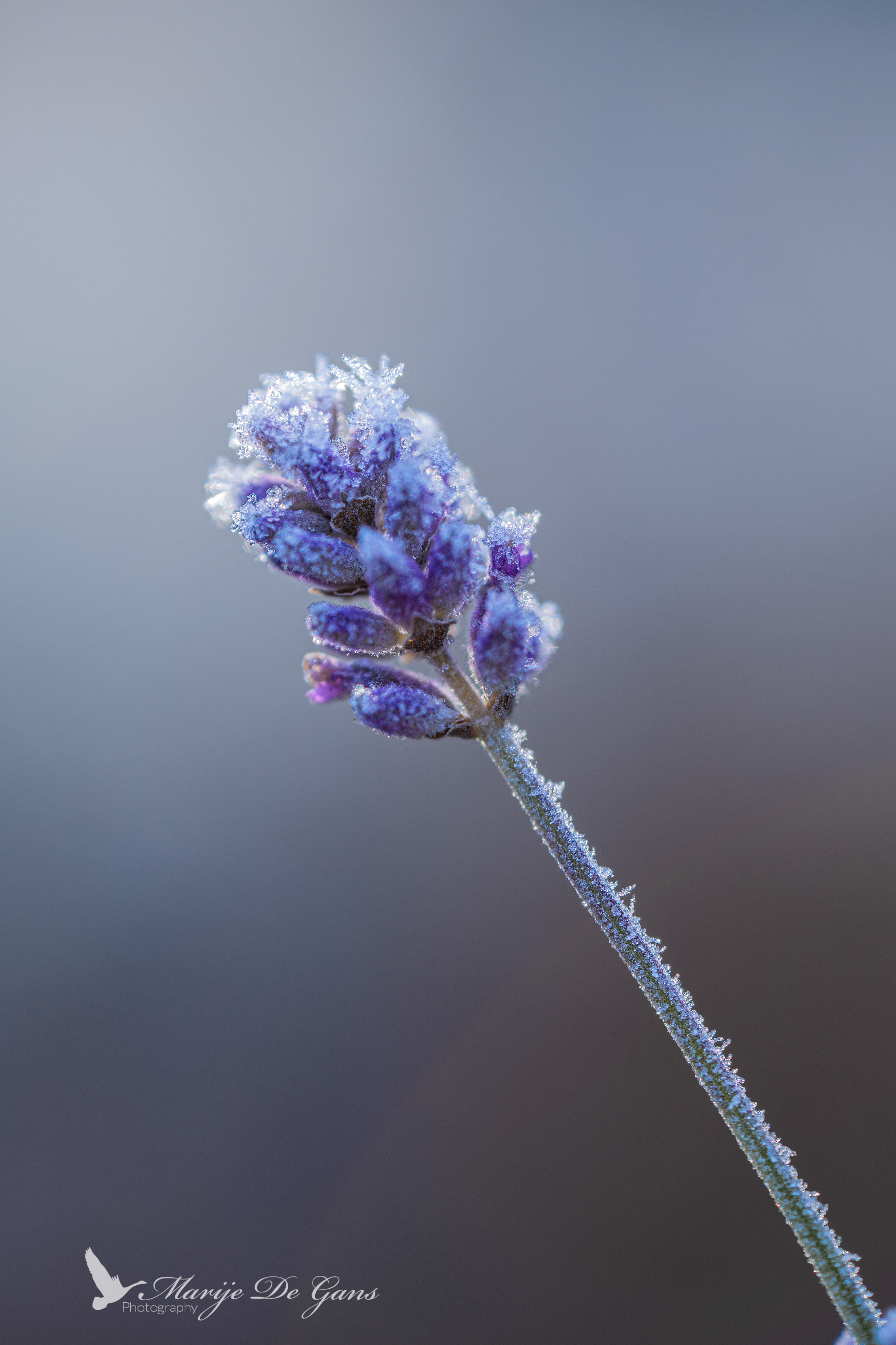 76. Iced Lavender
