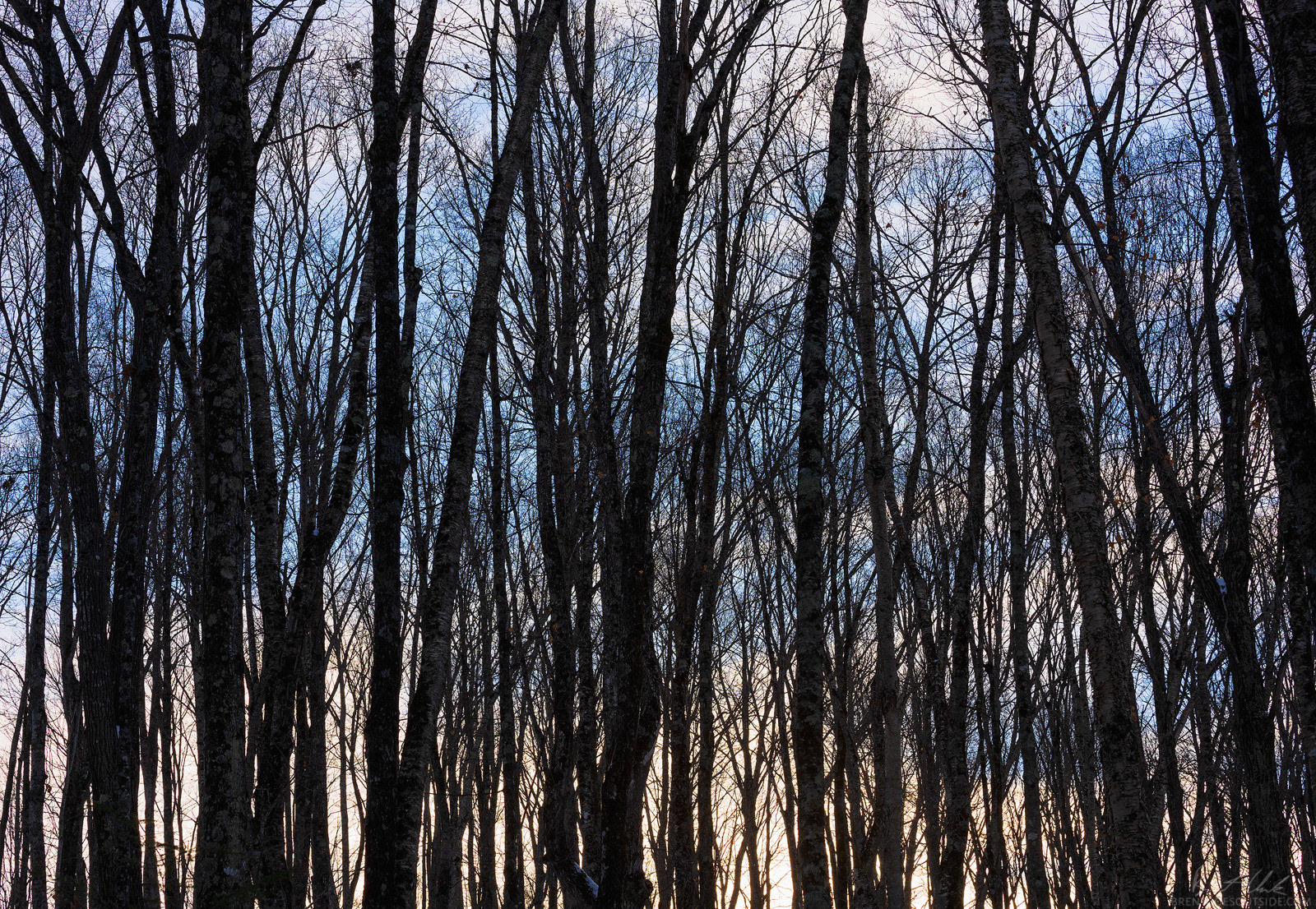Laid Bare