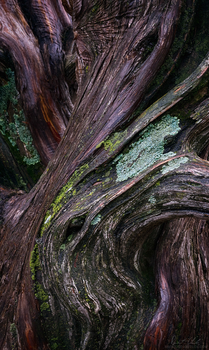 Twisted Tree