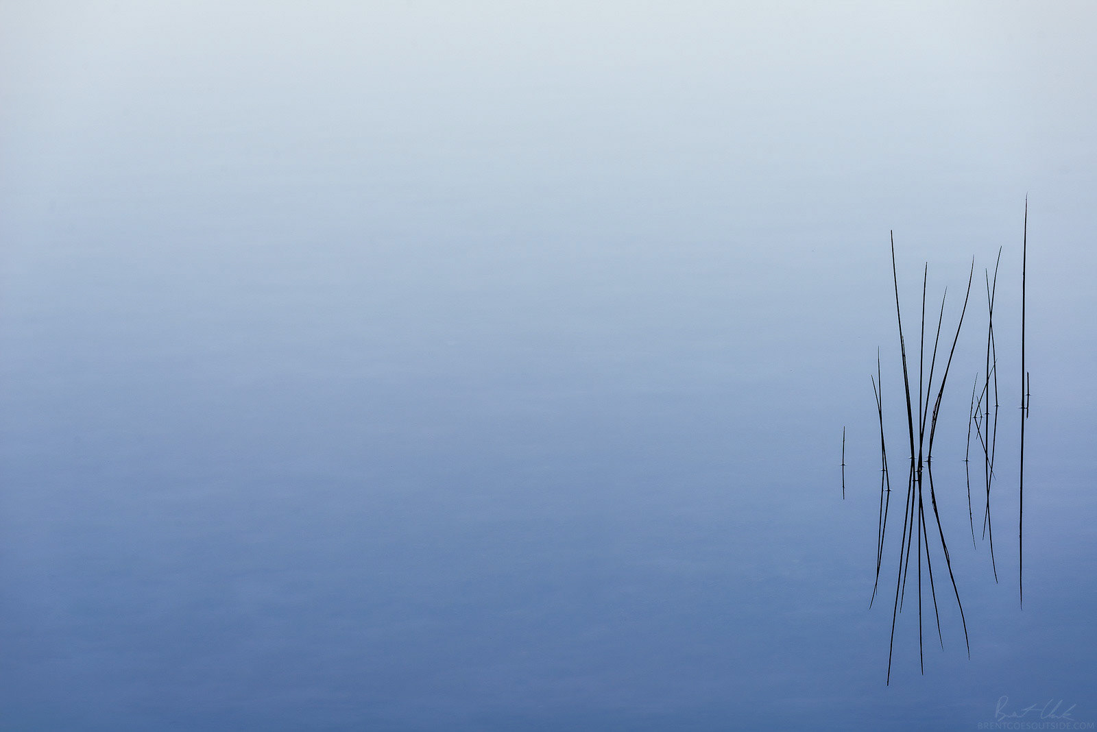 Zen Reeds