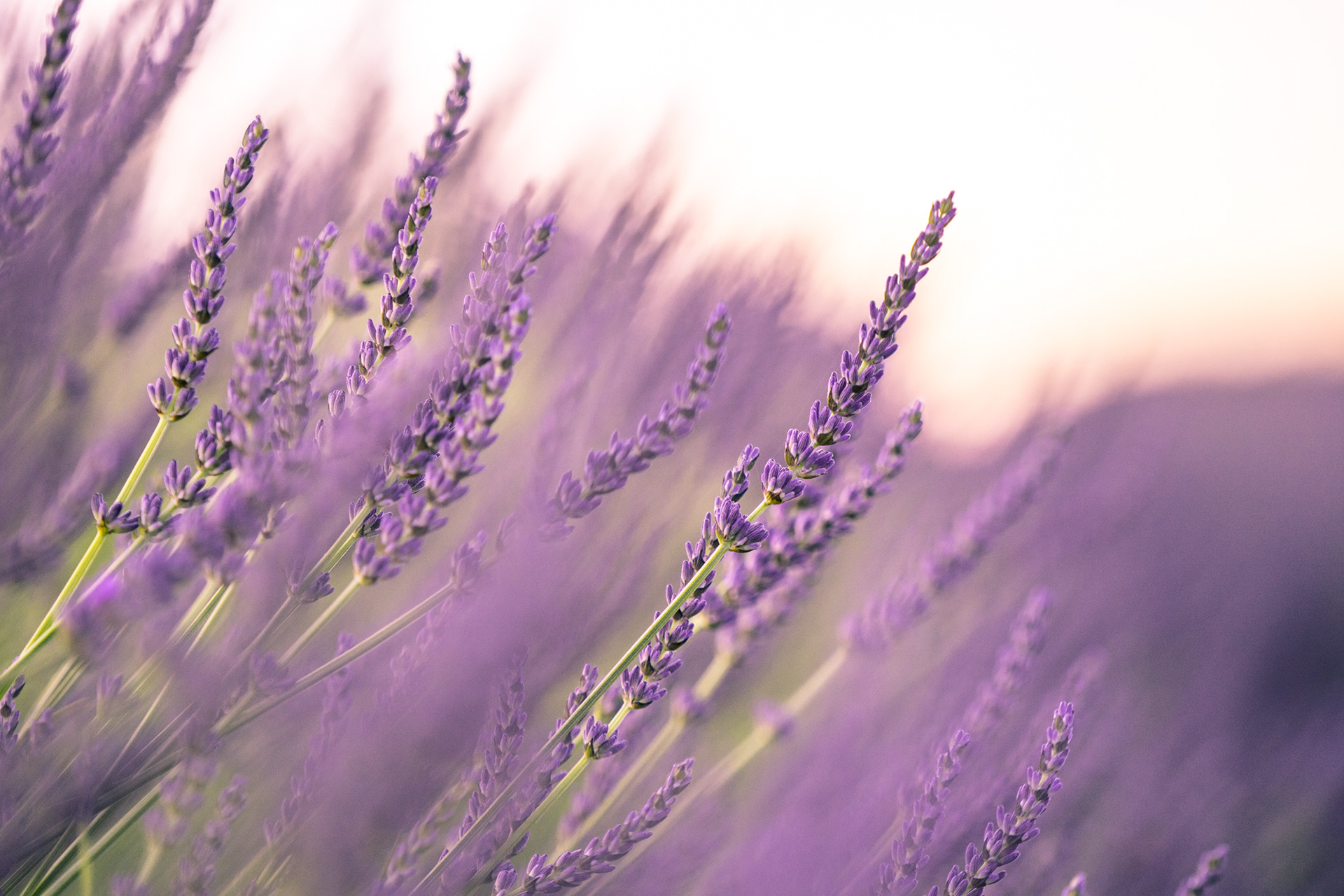 Provence, 2020
